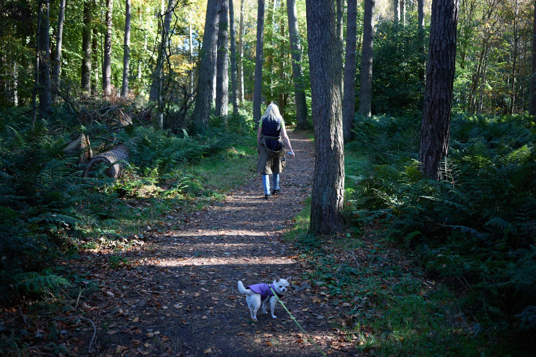 Spending Time in Green Spaces: What UK Research Actually Says About Nature and Mental Health